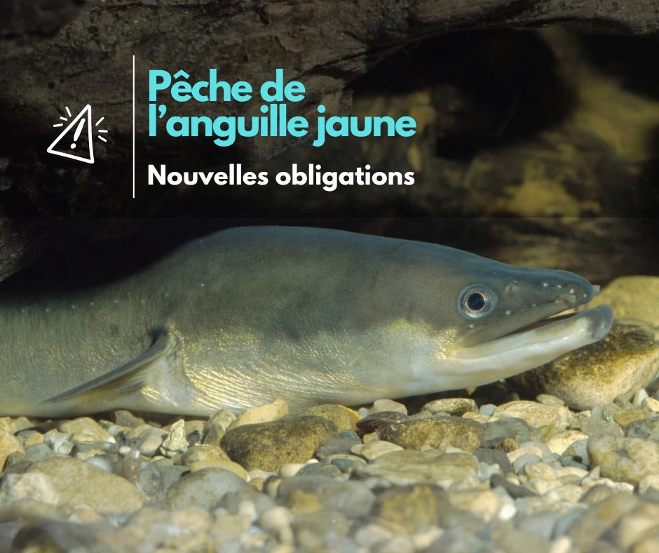 fermeture_anticipee_anguille_charenteMARITIME