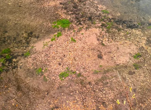 habitat degrade