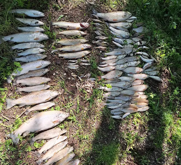 poissons peches toutes tailles