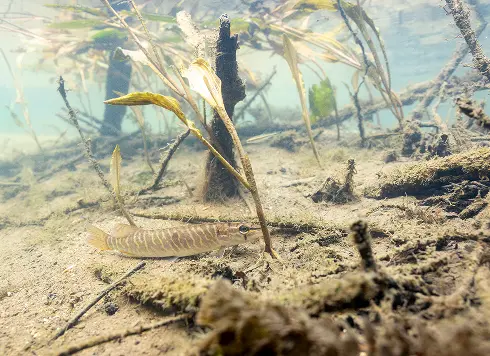 restauration des frayeres