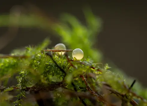 restauration des frayeres